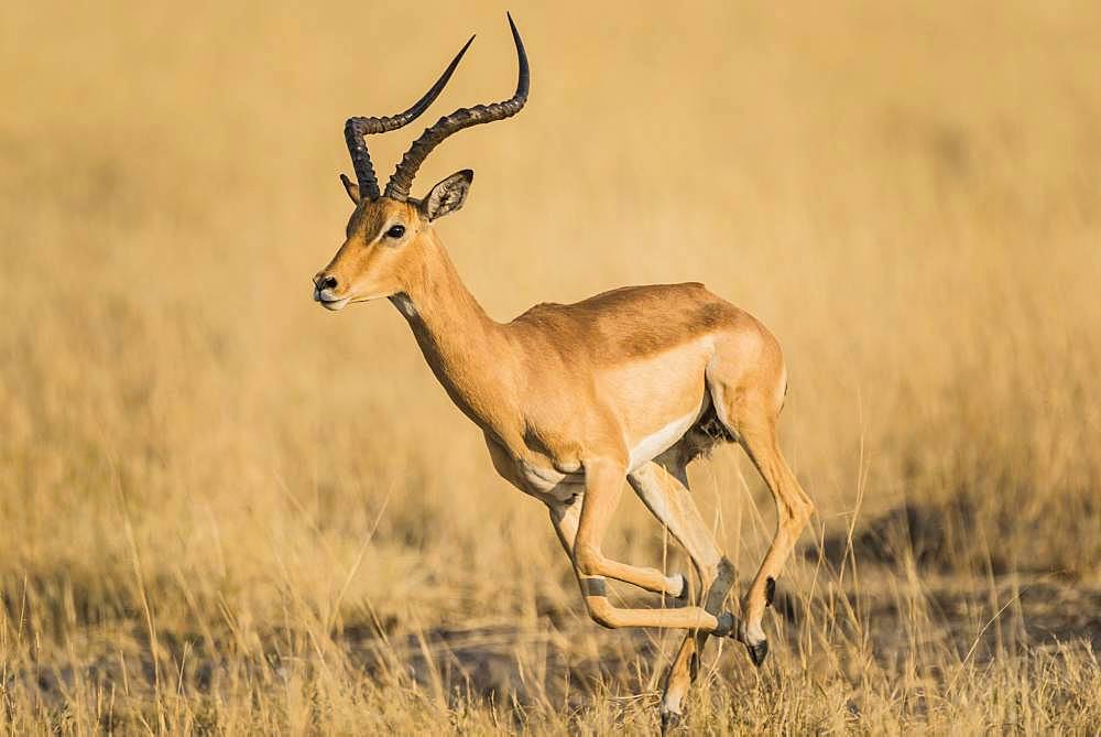 Impala (Aepyceros melampus), ram on the run, Moremi wildlife Reserve, Ngamiland, Botswana, Africa