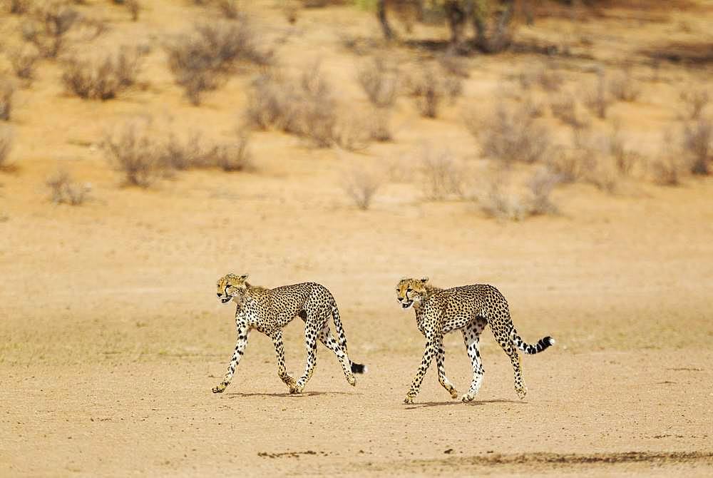 Cheetahs (Acinonyx jubatus), two subadult males, roaming in the dry and barren Auob riverbed, Kalahari Desert, Kgalagadi Transfrontier Park, South Africa, Africa