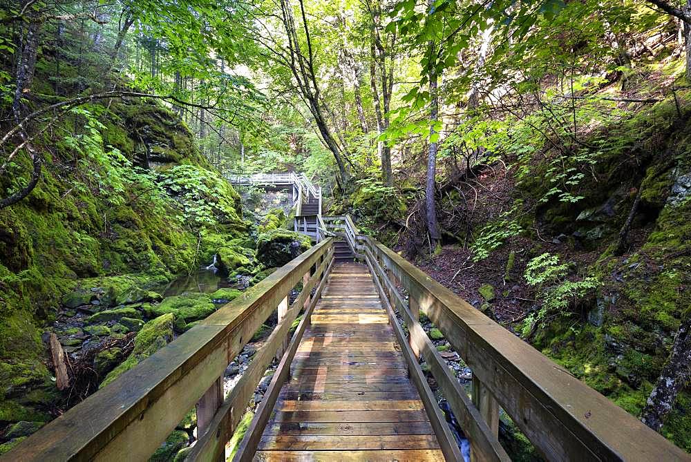 Hiking trail, wooden footbridge leads through a gorge, Fundy National Park, near Alma, New Brunswick, Canada, North America