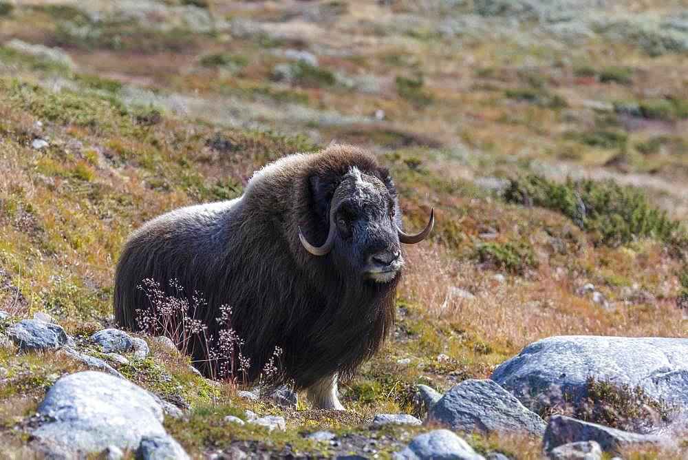 Musk ox (Ovibos moschatus) in autumn landscape, Fjaell, male, Dovrefjell-Sunndalsfjella National Park, Norway, Europe