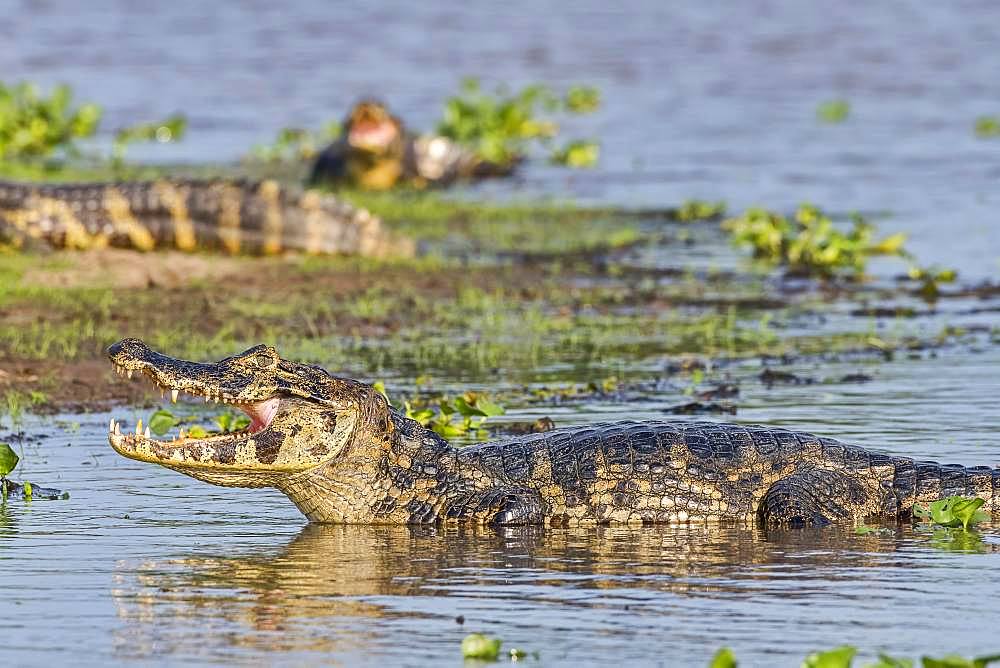 Yacare caiman (Caiman crocodilus yacara), Pantanal, Mato Grosso, Brazil, South America