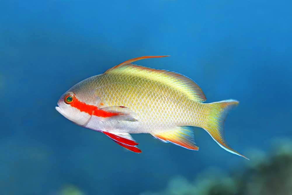 Threadfin anthias (Pseudanthias huchtii) Great Barrier Reef, Unesco World Heritage Site, Pacific, Australia, Oceania