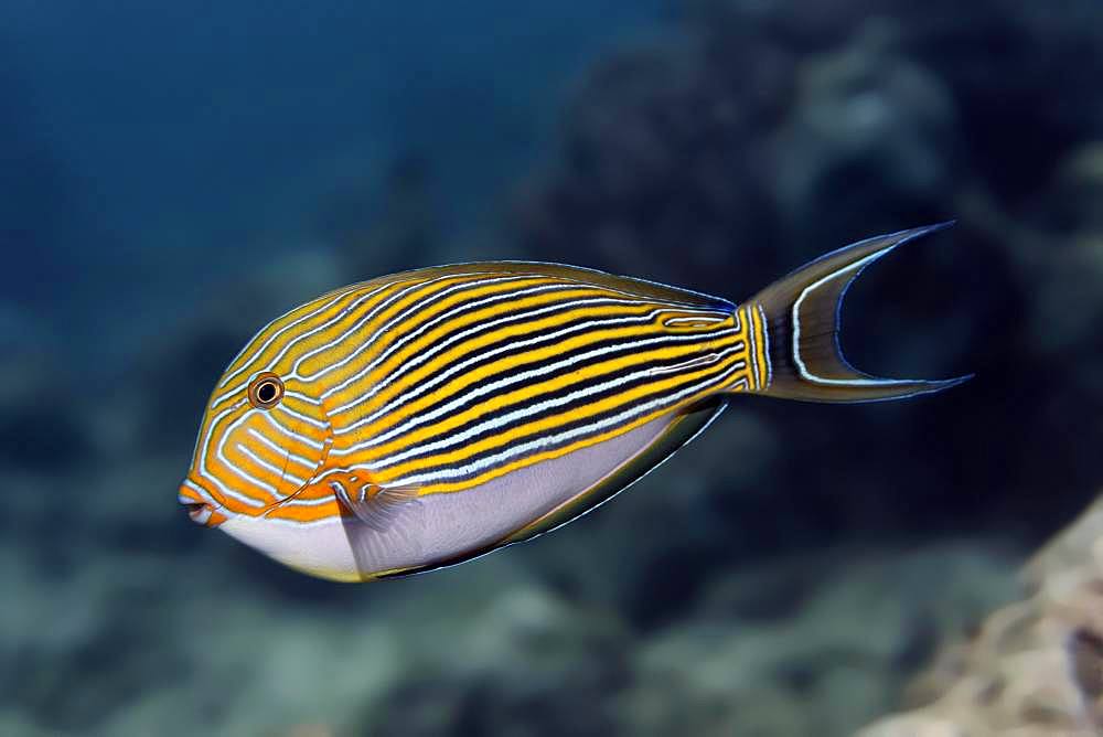 Striped Surgeonfish (Acanthurus lineatus), Great Barrier Reef, Unesco World Heritage Site, Pacific, Australia, Oceania