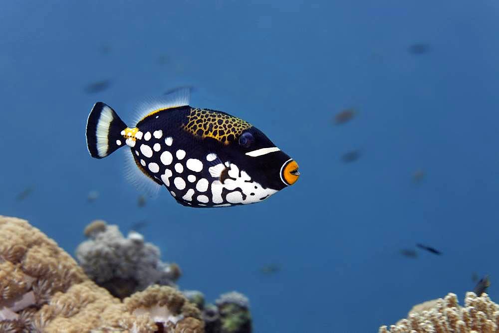 Clown triggerfish (Balistoides conspicillum), Great Barrier Reef, Unesco World Heritage Site, Pacific, Australia, Oceania