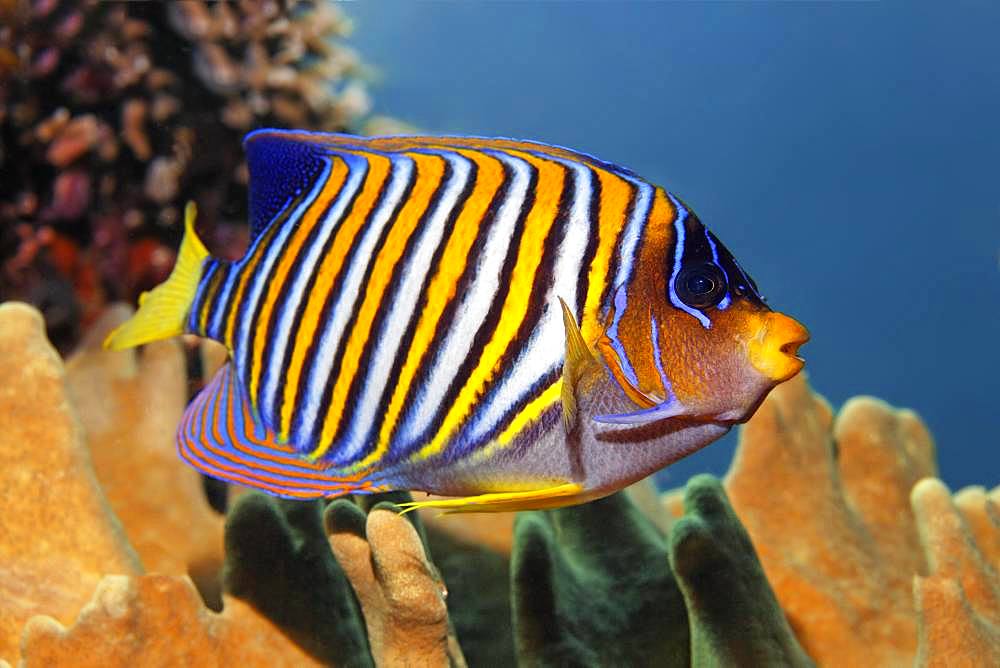 Royal angelfish (Pygoplites diacanthus), Great Barrier Reef, Unesco World Heritage Site, Pacific, Australia, Oceania