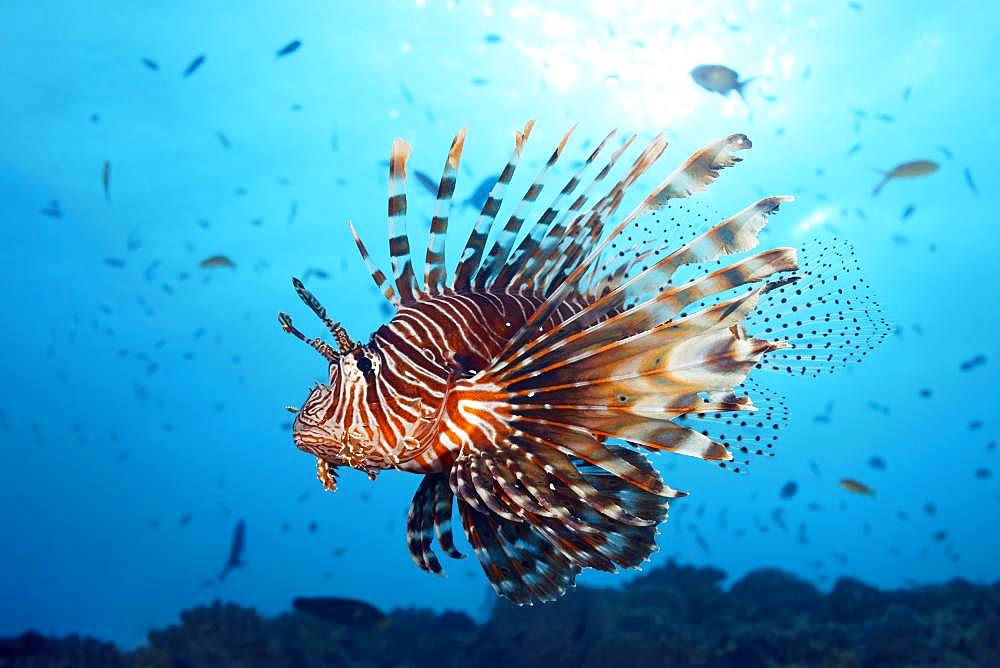 Red Lionfish (Pterois volitans) swims over coral reef in the backlight of the sun, Great Barrier Reef, Unesco World Heritage, Pacific, Australia, Oceania