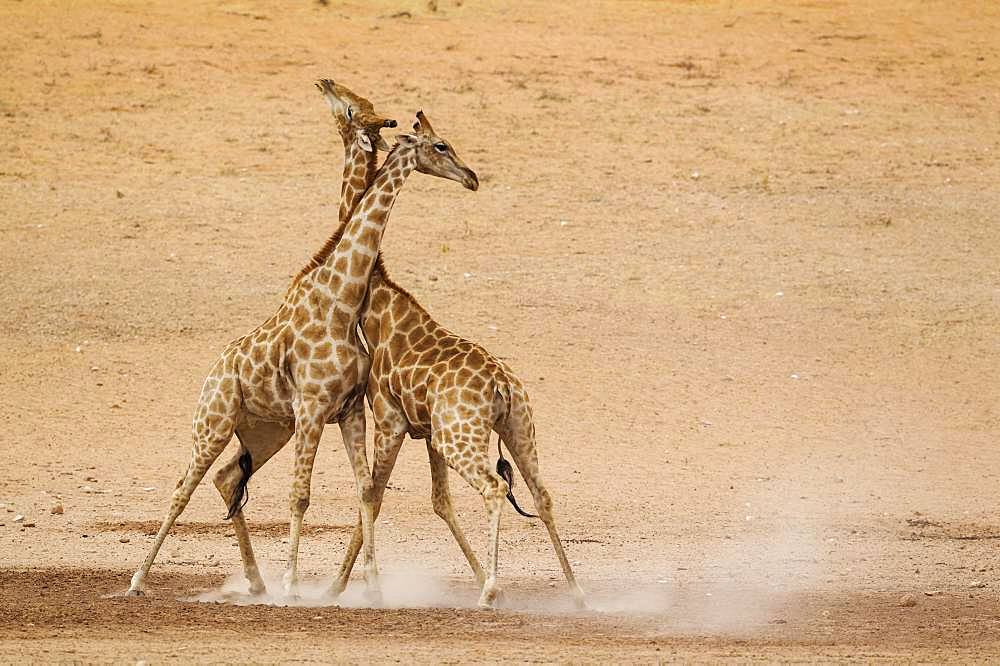 Southern Giraffes (Giraffa camelopardalis giraffa), fighting males in the dry and barren Auob riverbed, Kalahari Desert, Kgalagadi Transfrontier Park, South Africa, Africa