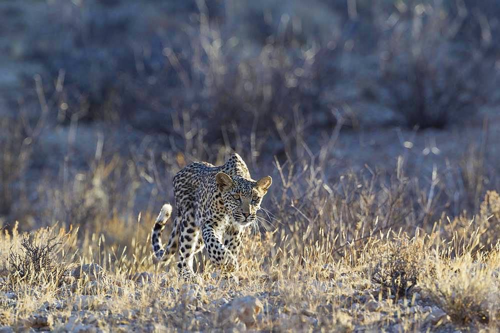 Leopard (Panthera pardus), young female, stalking, Kalahari Desert, Kgalagadi Transfrontier Park, South Africa, Africa