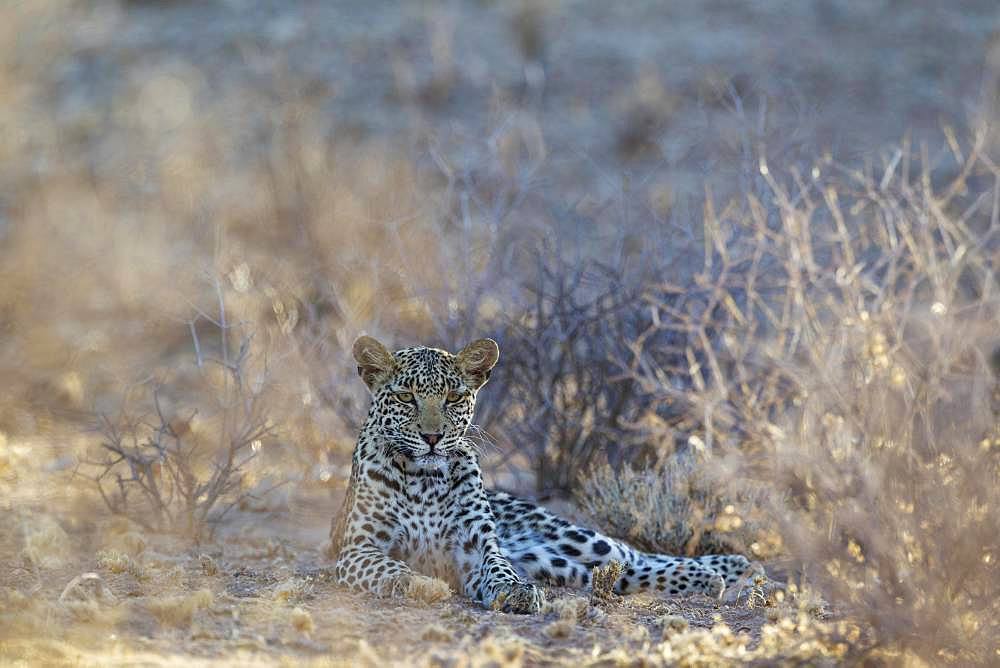 Leopard (Panthera pardus), young female, resting in dry bushland, Kalahari Desert, Kgalagadi Transfrontier Park, South Africa, Africa