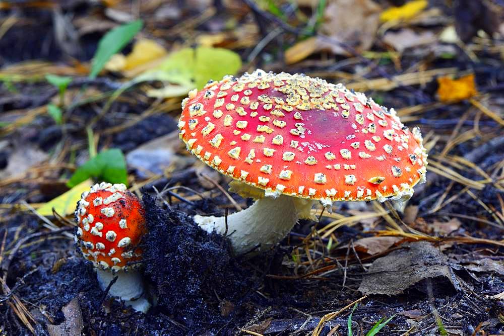 Fly agarics (Amanita muscaria) on forest soil, Barnim Nature Park, Brandenburg, Germany, Europe