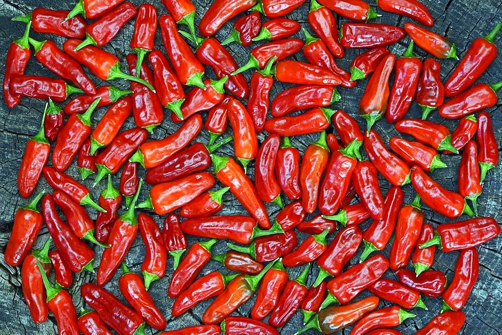 Red chilli peppers laid out to dry, Germany, Europe