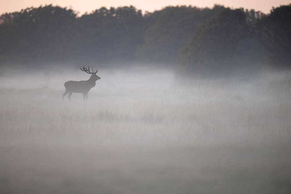 Red Deer (Cervus elaphus), stag, Copenhagen, Denmark, Europe