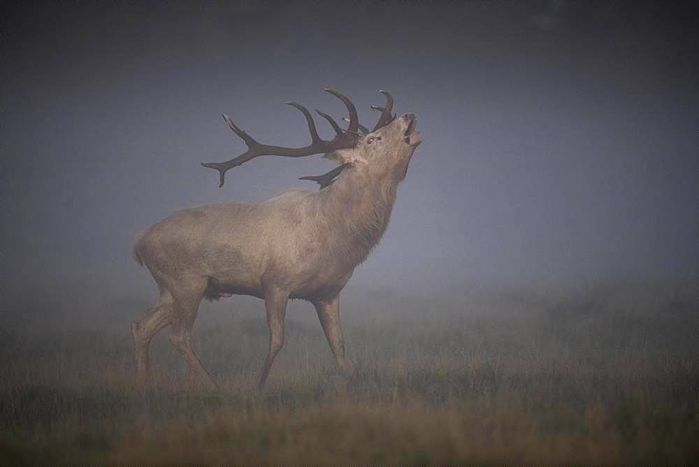 Red Deer (Cervus elaphus), stag, Copenhagen, Denmark, Europe