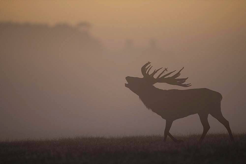 Red Deer (Cervus elaphus), stag, Copenhagen, Denmark, Europe