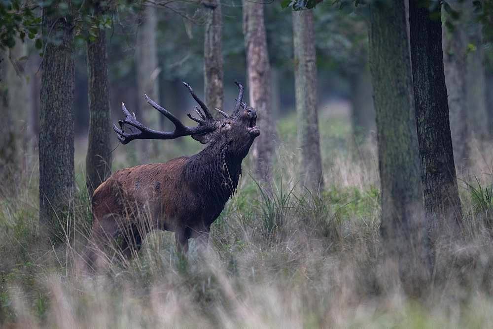 Red Deer (Cervus elaphus), stag, Copenhagen, Denmark, Europe