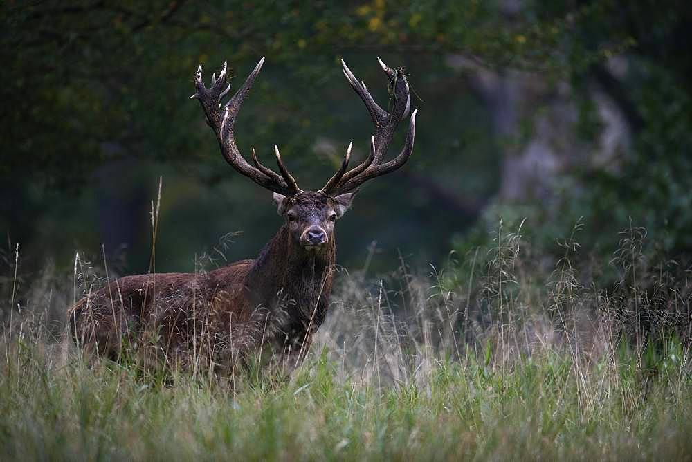 Red Deer (Cervus elaphus), stag, Copenhagen, Denmark, Europe