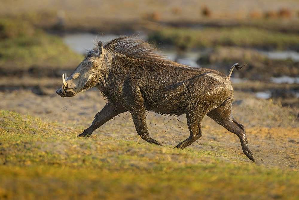 Warthog (Phacochoerus aethiopicus) after a mud bath, running with tail raised, Moremi Wildlife Reserve, Ngamiland, Botswana, Africa