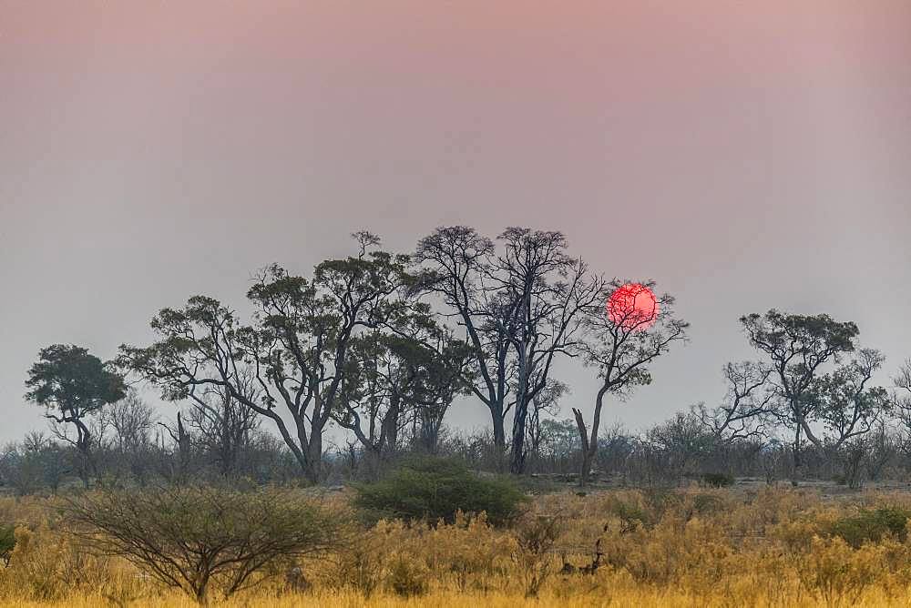 Bush landscape with setting red sun, Moremi Wildlife Reserve, Ngamiland, Botswana, Africa