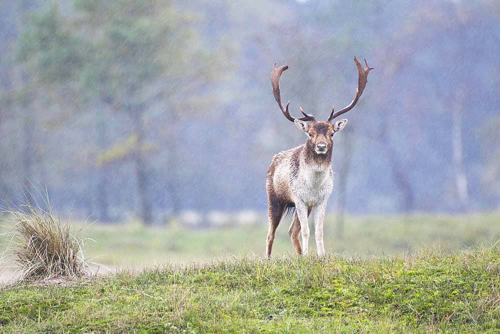 Fallow deer (Dama dama) in rain, Province of North Holland, Netherlands