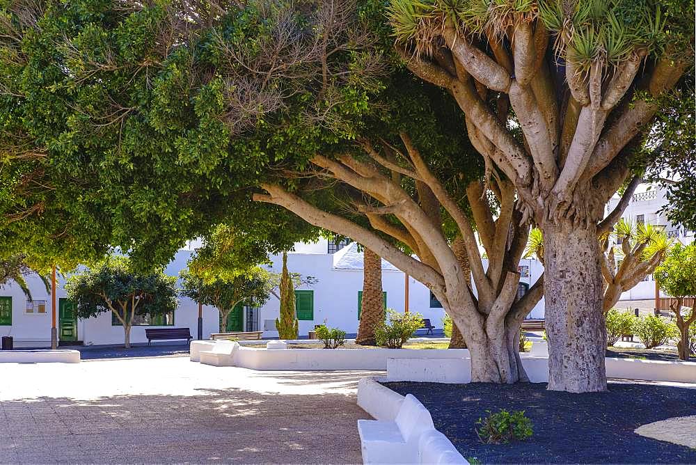 Laurel and dragon trees, Plaza San Roque, Tinajo, Lanzarote, Canary Islands, Spain, Europe