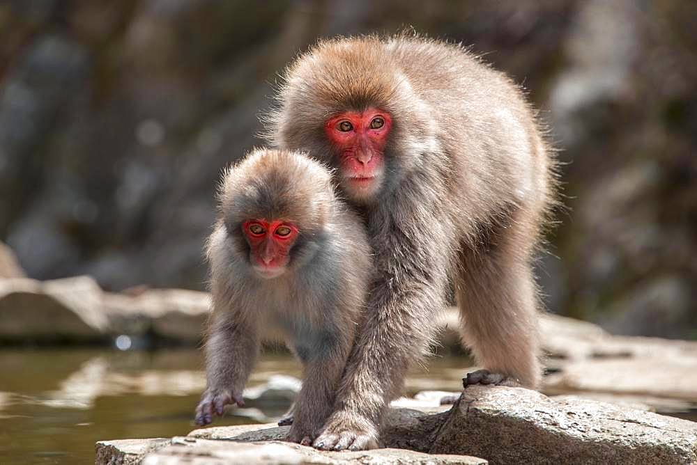 Two Japanese macaque (Macaca fuscata), mother and young animal on the water, Yamanouchi, Nagano Prefecture, Honshu Island, Japan, Asia