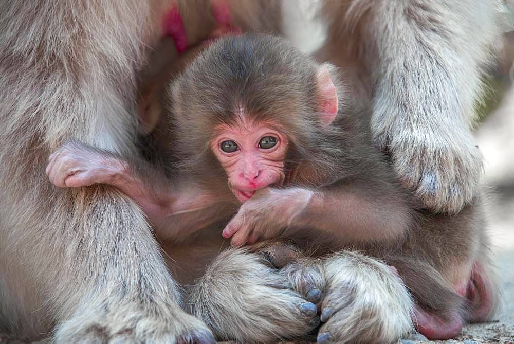 Japanese macaque (Macaca fuscata), animal baby, Yamanouchi, Nagano Prefecture, Honshu Island, Japan, Asia