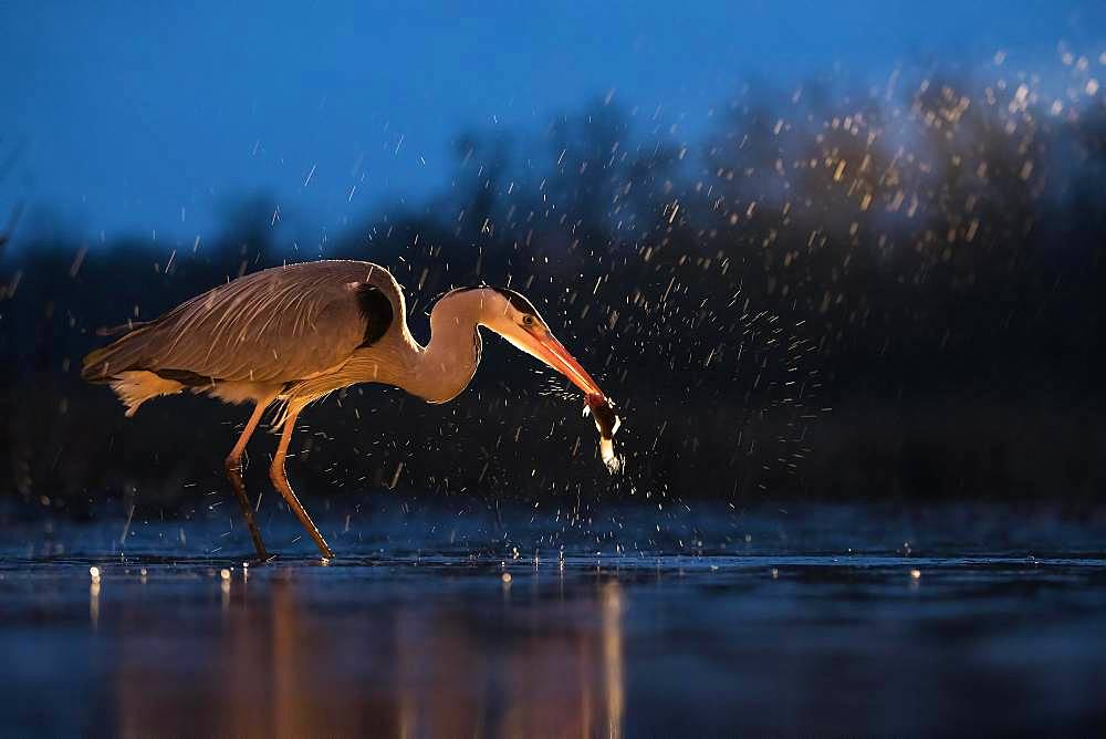 Grey Heron (Ardea cinerea), searching for food at night, Kiskunsag National Park, Hungary, Europe