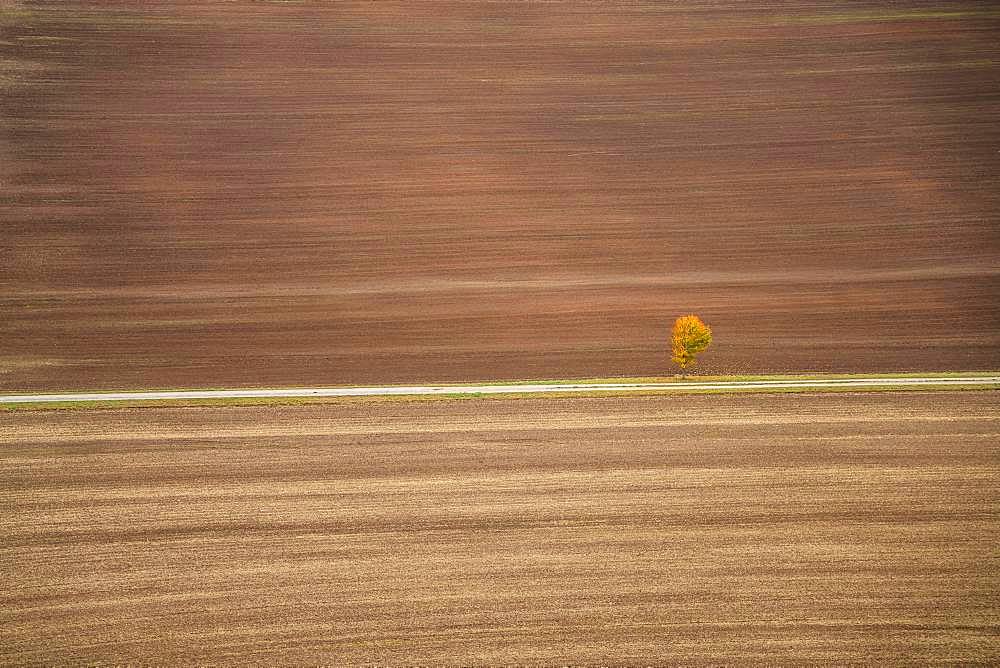 Freshly ploughed field and lonely tree in autumn, Creuzburg, Wartburgkreis, Thuringia, Germany, Europe