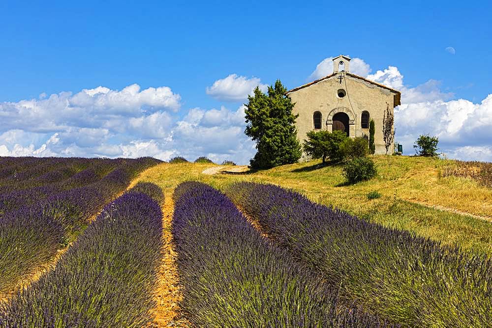 Lavender field and chapel near Entrevennes, Provence, Haute-Provence, Southern France, France, Europe