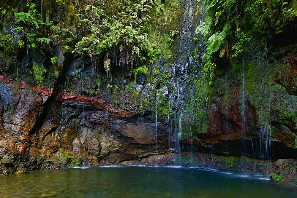 Rock face overgrown with ferns (Polypodiopsida, Filicopsida) at the waterfall 25 springs, Fontes, rainforest in the Rabacal nature reserve, island Madeira, Portugal, Europe