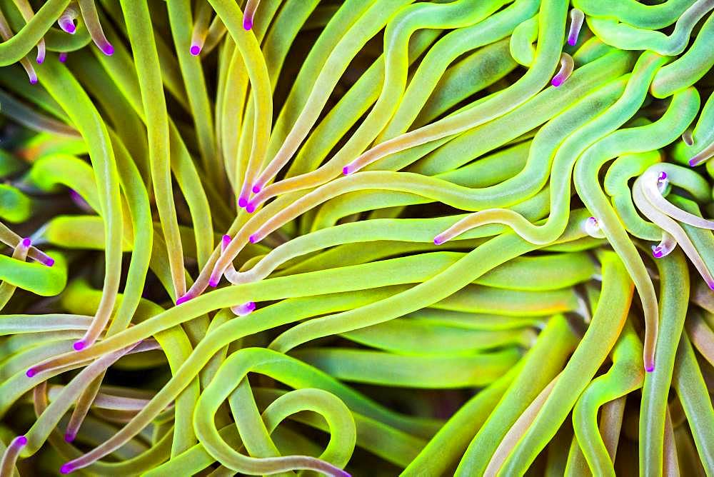 Mediterranean snakelocks sea anemone (Anemonia sulcata) in tidal pool, coast of Novellana, Spain, Europe