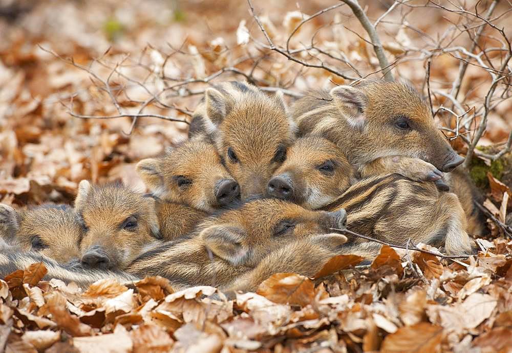 Wild boars (Sus scrofa), shoats warm each other, Germany, Europe