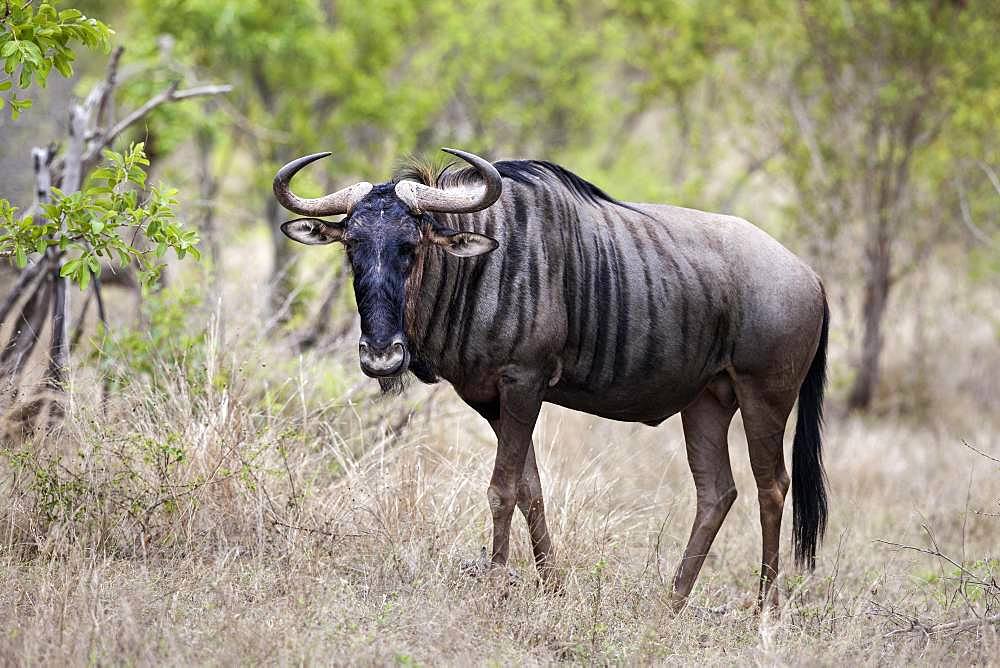 Blue wildebeest (Connochaetes taurinus), Kruger National Park, South Africa, Africa