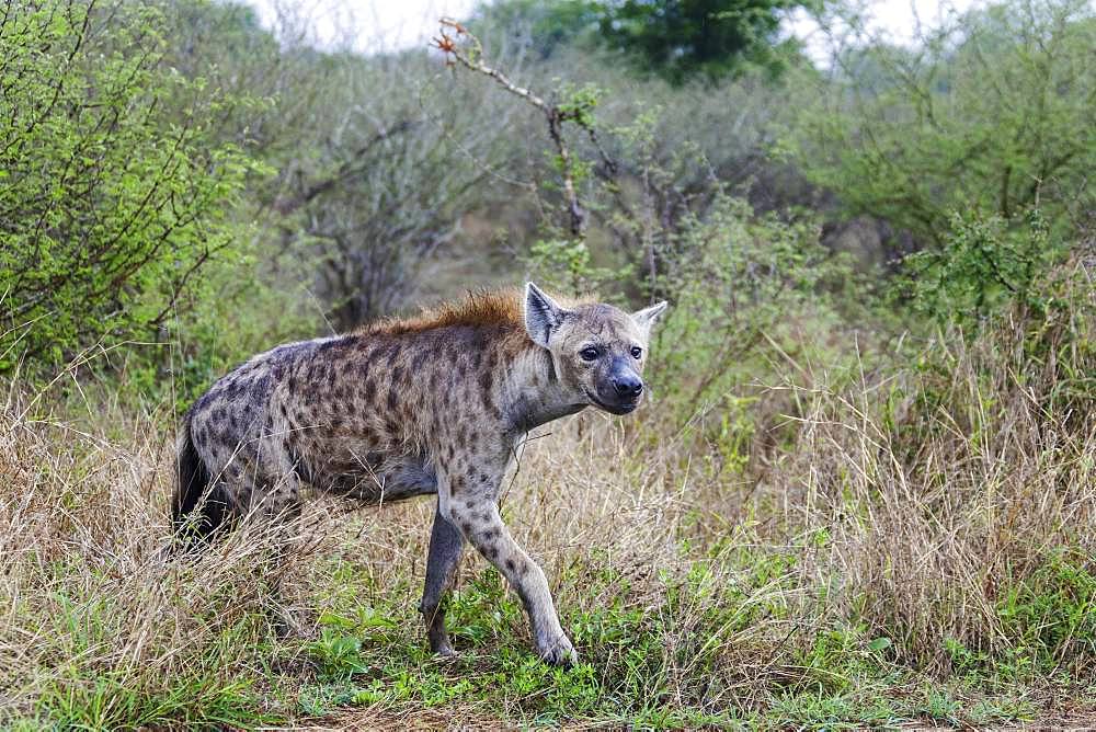 Spotted hyena (Crocuta crocuta), Kruger National Park, South Africa, Africa