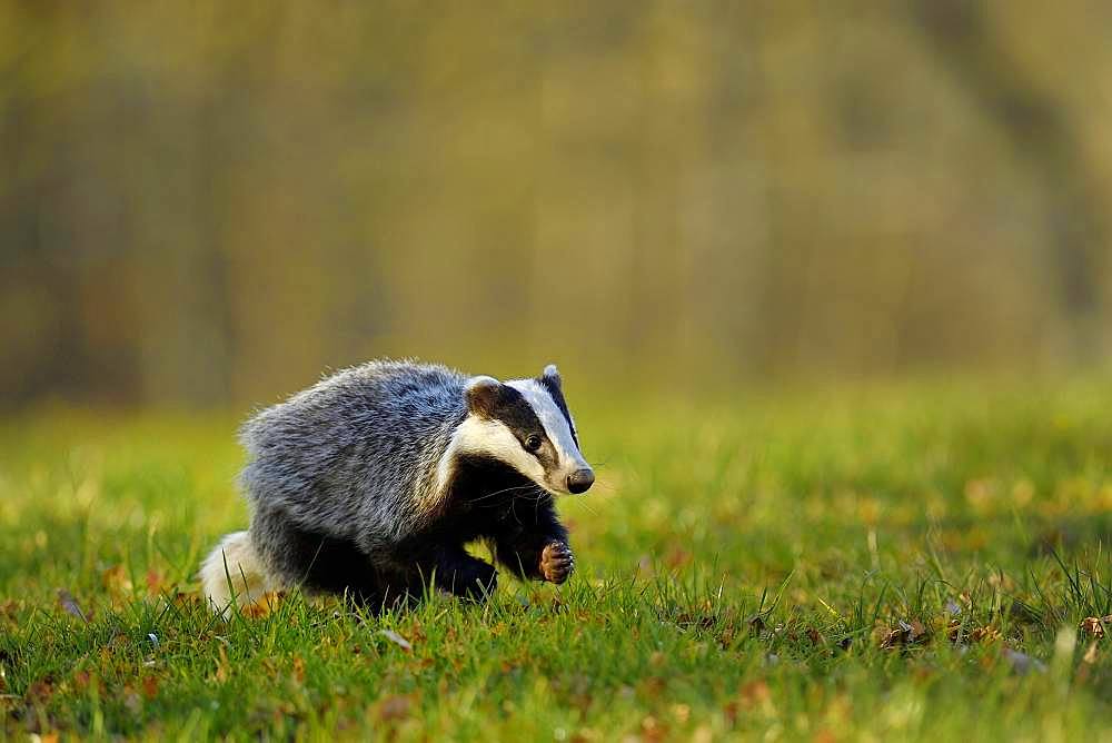 European badger (Meles meles), jumps over meadow, captive, Bohemian Forest, Czech Republic, Europe