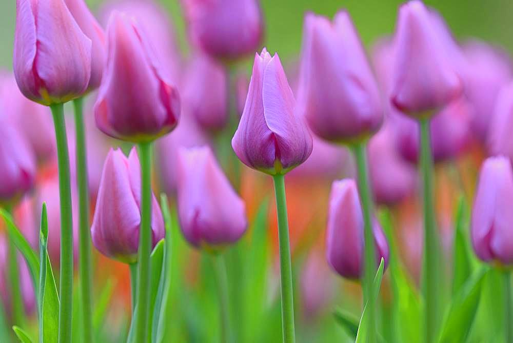 Tulips (Tulipa), bed with purple flowers, North Rhine-Westphalia, Germany, Europe