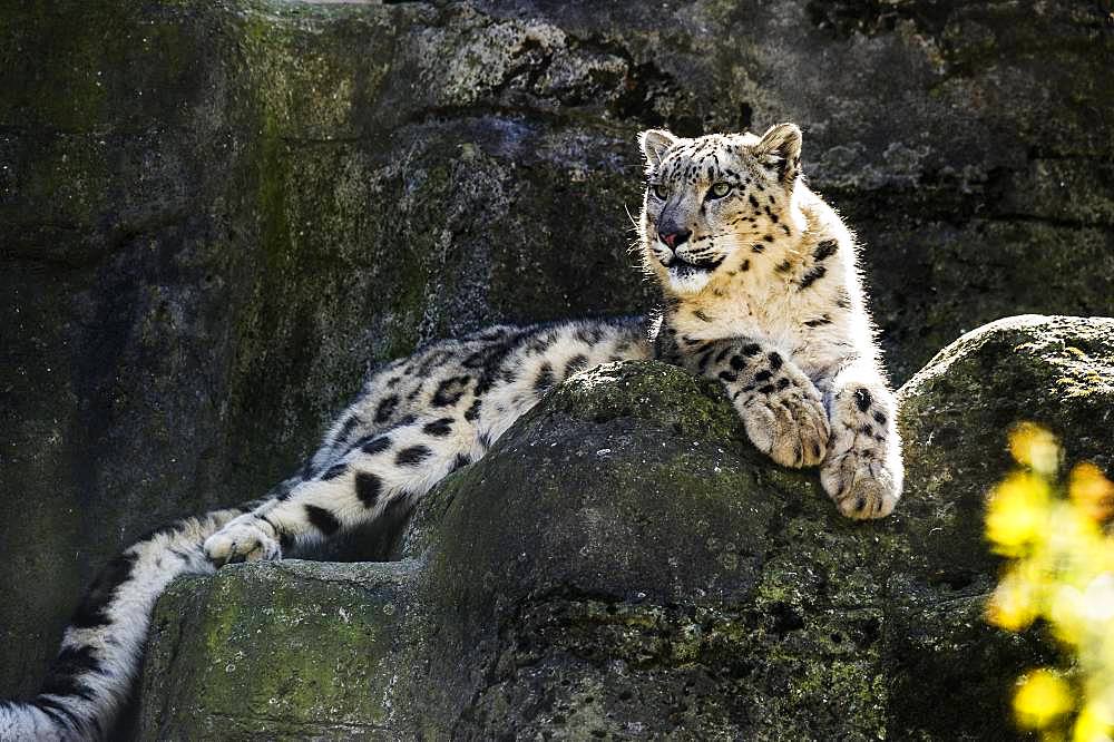 Snow leopard (Panthera uncia), captive Switzerland