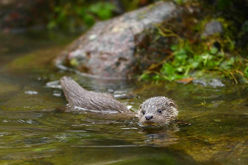 European otter (Lutra lutra), young animal swimming in a pond, captive, Switzerland, Europe