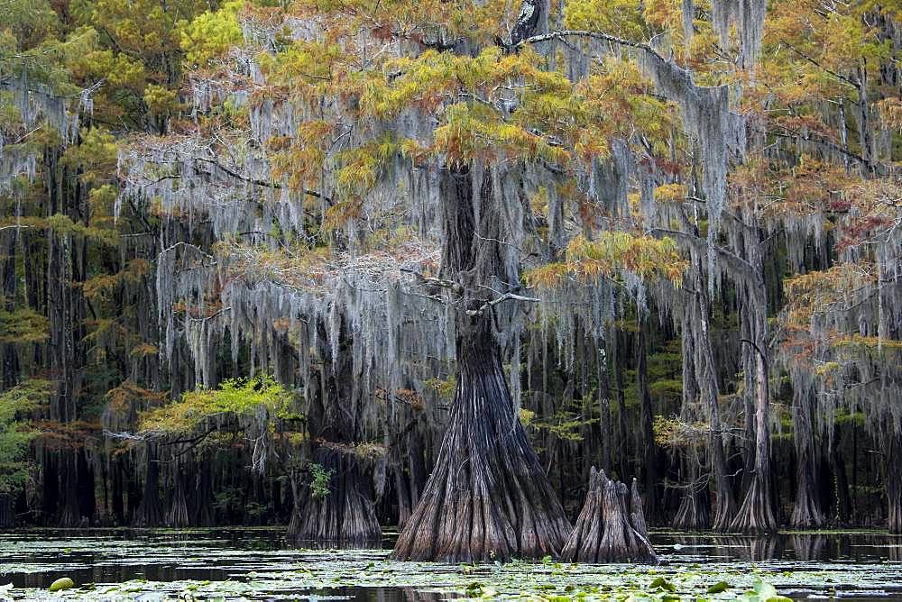 Bald cypresses (Taxodium distichum) with Spanish moss (Tillandsia usneoides) in autumn, Atchafalaya Basin, Louisiana, USA, North America