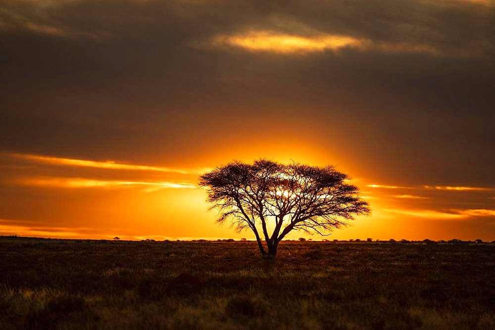 Desert with tree at sunset, near Kimberley, South Africa, Africa