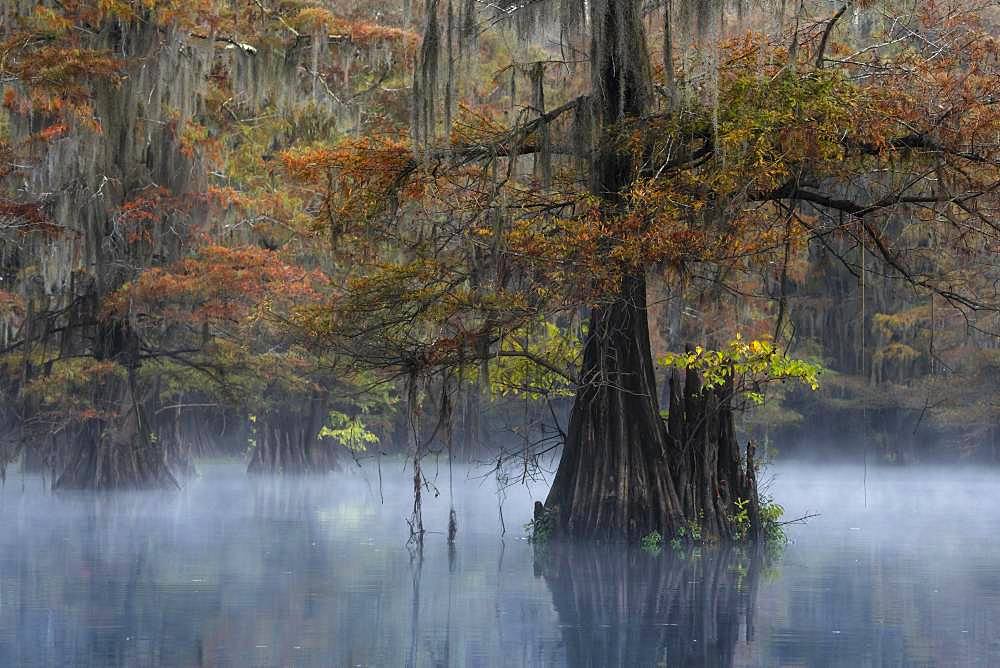 Bald cypresses (Taxodium distichum) in autumn with Spanish moss (Tillandsia usneoides), fog over the water, Atchafalaya Basin, Louisiana, USA, North America