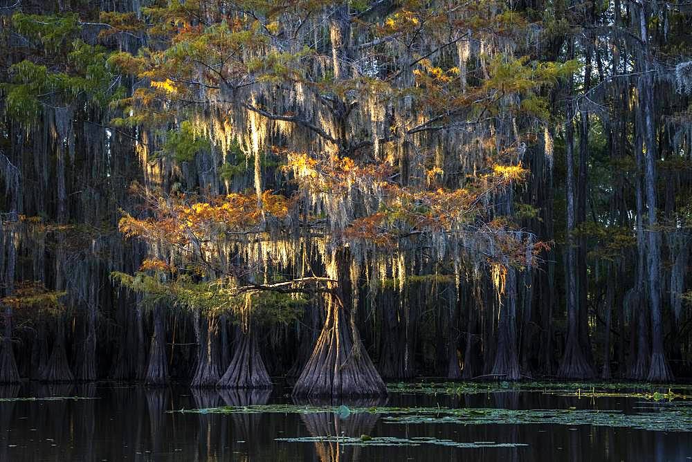 Bald cypresses (Taxodium distichum) in autumn with Spanish moss (Tillandsia usneoides), Atchafalaya Basin, Louisiana, USA, North America