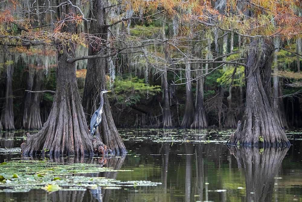 Grey heron (Ardea cinerea) on Bald cypresses (Taxodium distichum) in autumn with Spanish moss (Tillandsia usneoides), Atchafalaya Basin, Louisiana, USA, North America