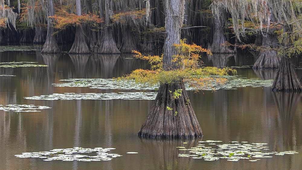 Bald cypresses (Taxodium distichum) in autumn, Atchafalaya Basin, Louisiana, USA, North America