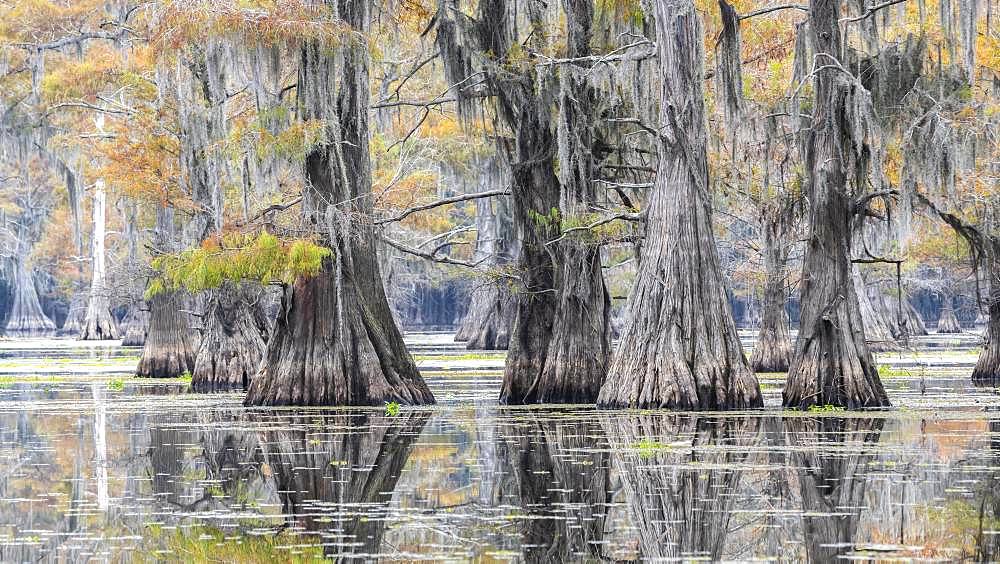 Bald cypresses (Taxodium distichum) in autumn with Spanish moss (Tillandsia usneoides), Atchafalaya Basin, Louisiana, USA, North America