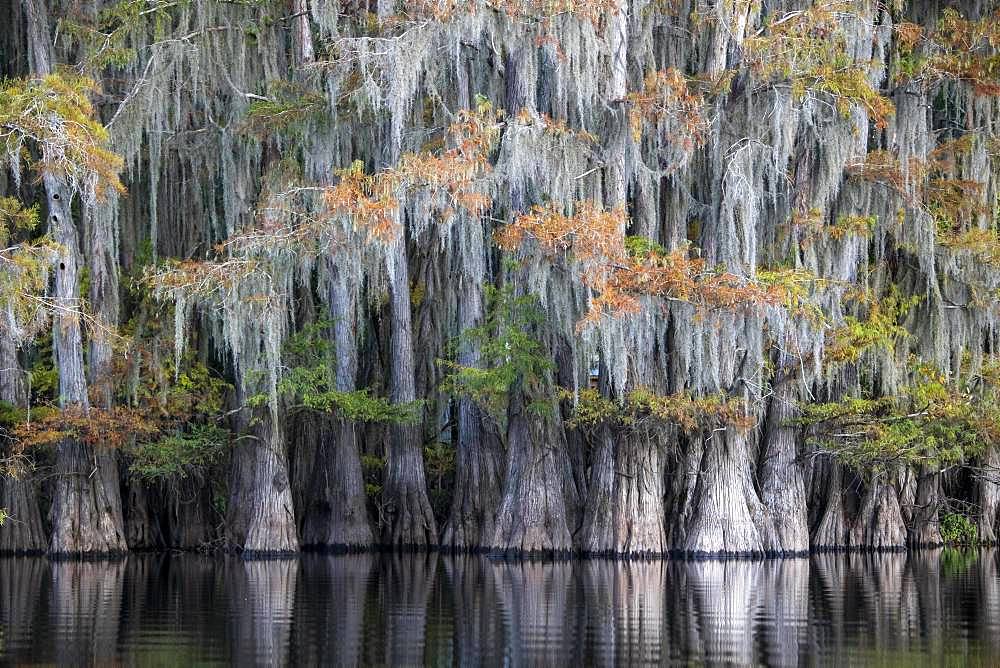 Bald cypresses (Taxodium distichum) with Spanish moss (Tillandsia usneoides) in autumn ,Atchafalaya Basin, Louisiana, USA, North America