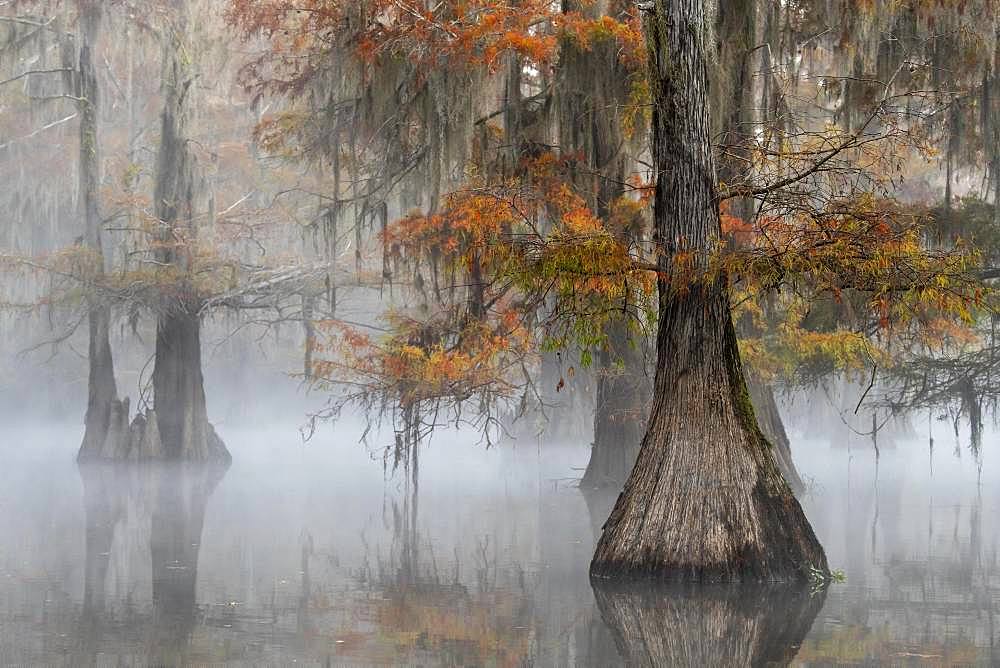 Bald cypresses (Taxodium distichum) with Spanish moss (Tillandsia usneoides) in autumn ,Atchafalaya Basin, Louisiana, USA, North America