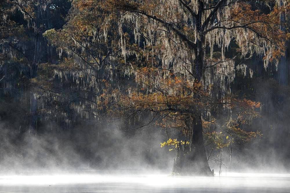 Bald cypress (Taxodium distichum) with Spanish moss (Tillandsia usneoides) in autumn, fog at the lake, Atchafalaya Basin, Louisiana, USA, North America