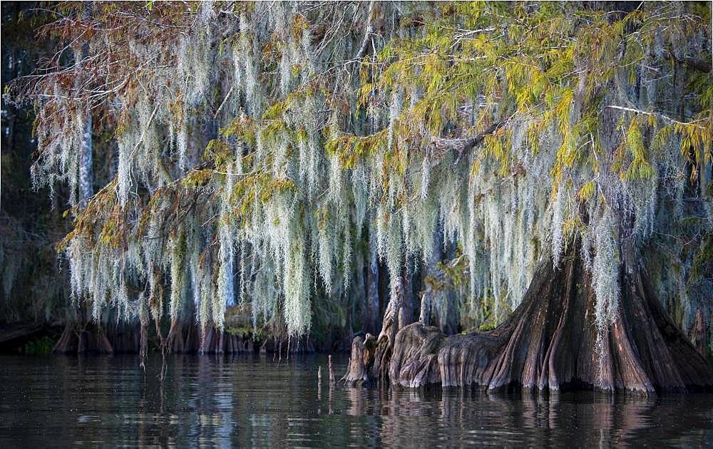 Bald cypress (Taxodium distichum) with Spanish moss (Tillandsia usneoides) in water, Atchafalaya Basin, Louisiana, USA, North America