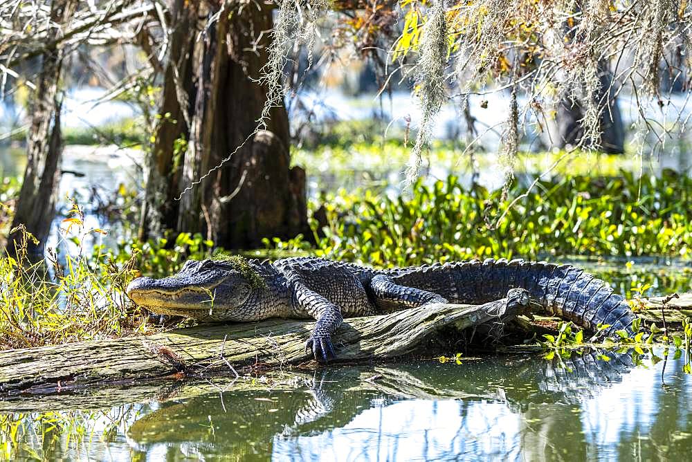 American alligator (Alligator mississippiensis), located on tree trunk in water, Atchafalaya Basin, Louisiana, USA, North America